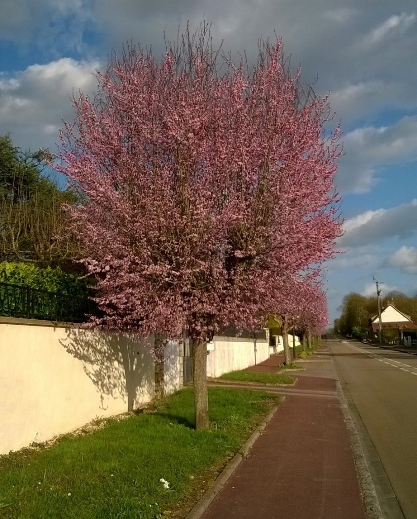 French Blossom