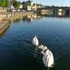 Two adult swans with six cygnets on the River Yonne, France