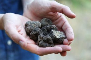 Open hands full of truffles from Provence