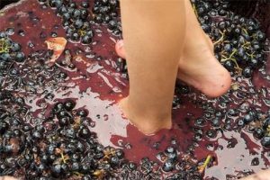 Pair of feet in a stomping on red grapes in Provence