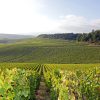The Chablis Wine Region