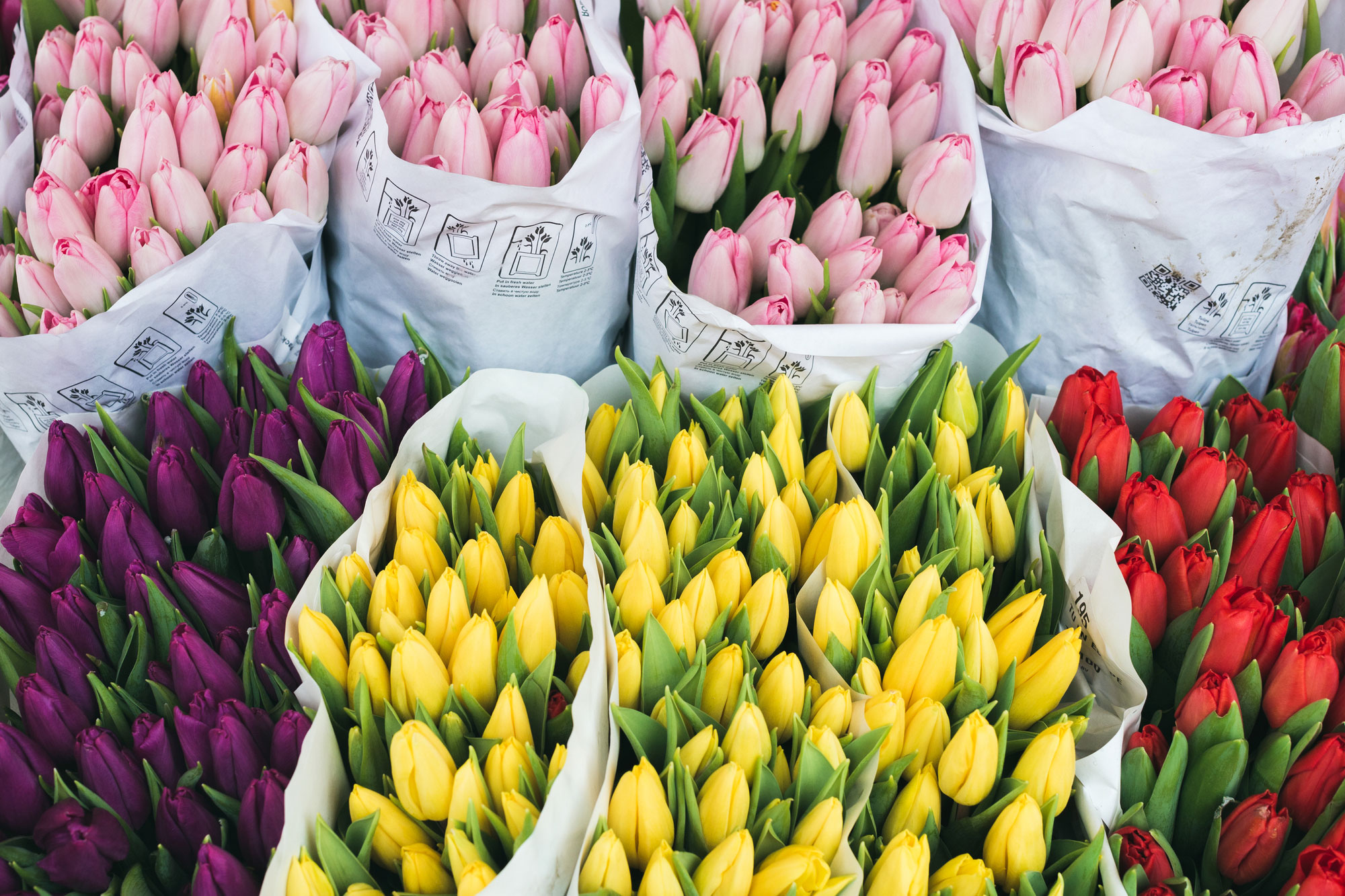 Visit the flower market at Mons for a spectacular array of spring flowers